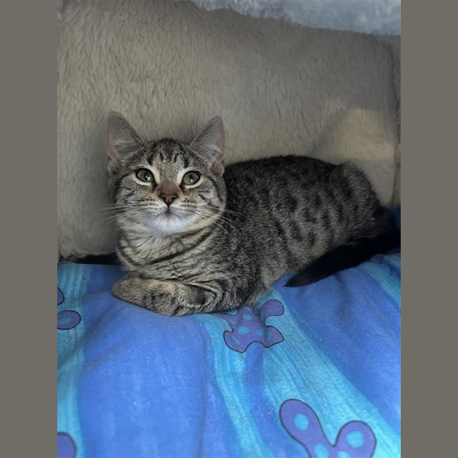 Photo of Pumpkin