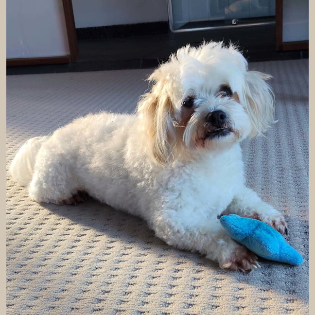 Photo of Cookie 🍪 