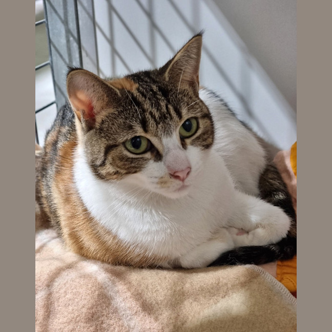 Photo of Fabiola (Bonded With Maxine) 