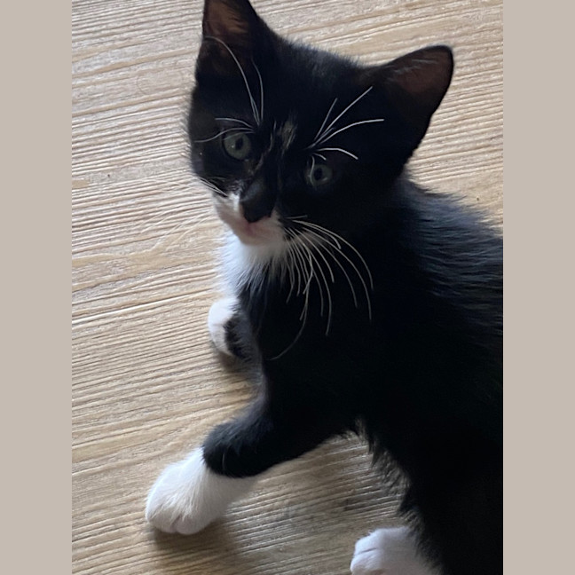 Photo of Foxy Socks Buu