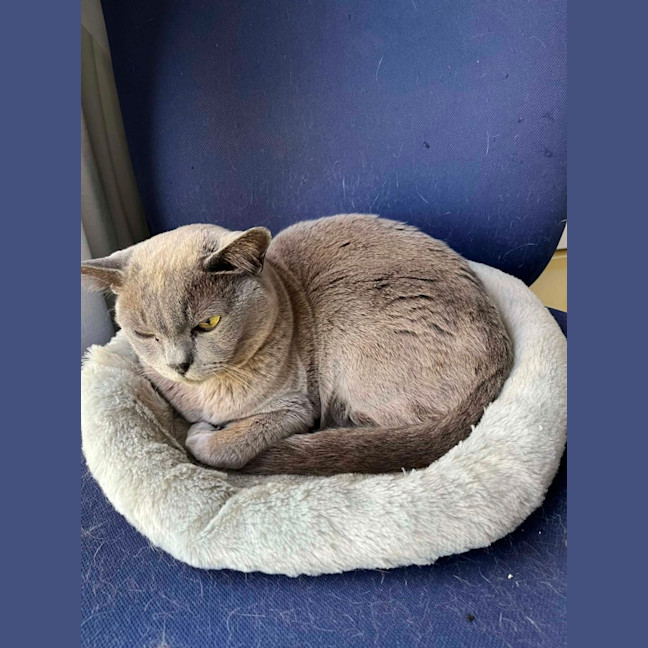 Photo of Ollie