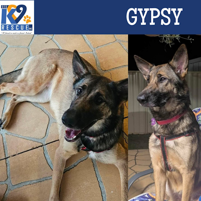 Photo of Gypsy