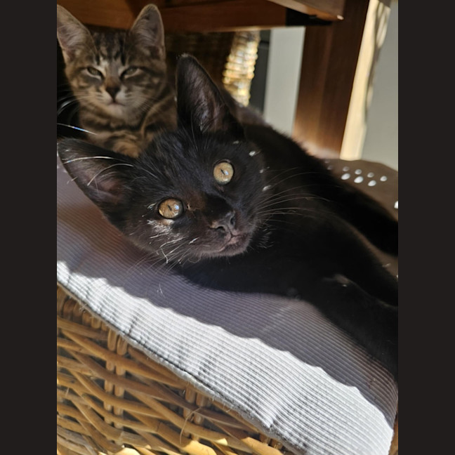 Photo of Wagga Meet Me@Petstock Keysborough 