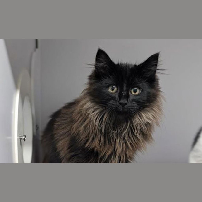 Photo of Rocket