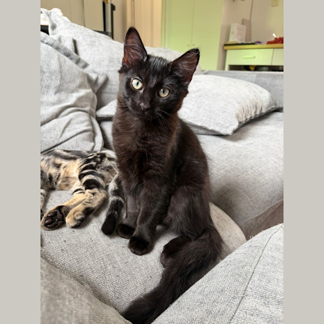 Photo of Jiji