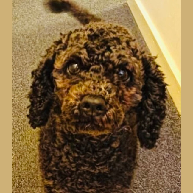 Photo of Belle