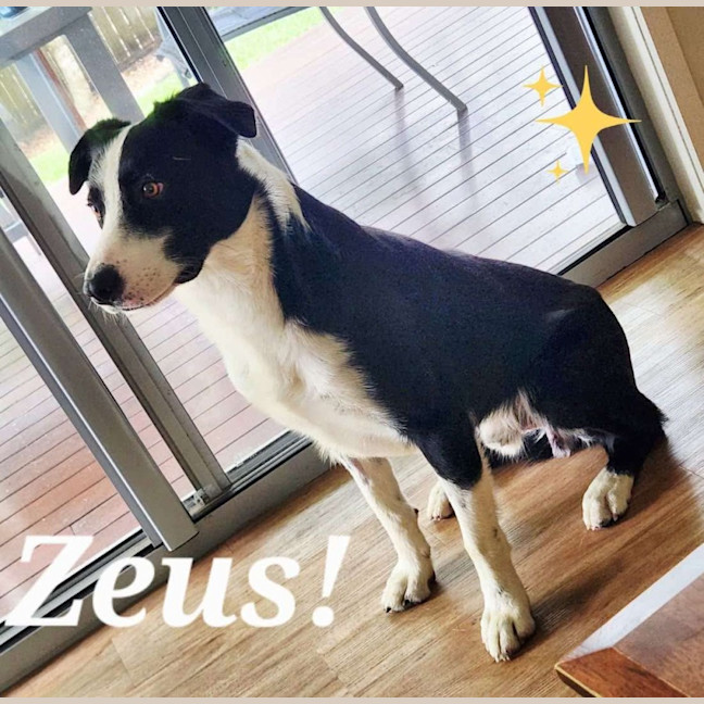 Photo of Zeus