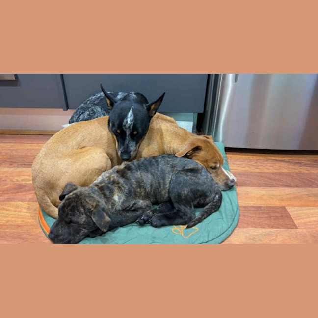 Photo of Potato   9 Week Old Shar Pei X Staffy 