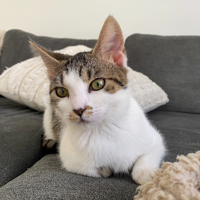 Photo of Milo