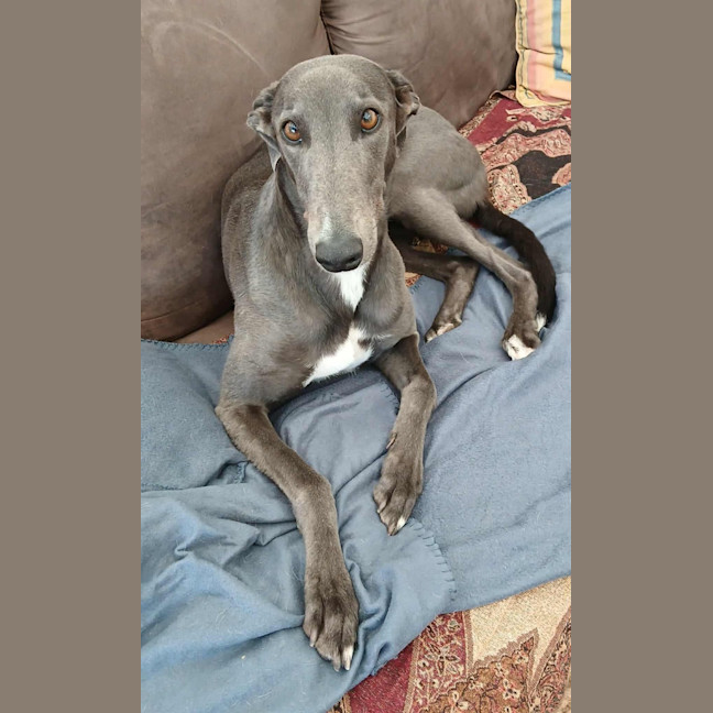 Photo of Dixie, The Greyhound