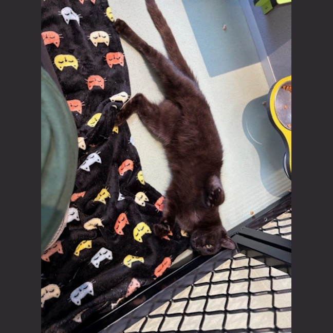 Photo of Sooty 