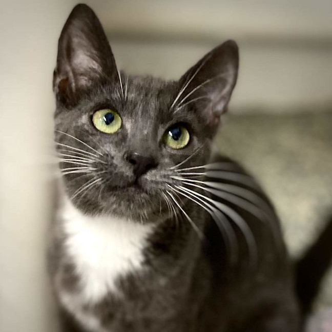 Photo of Luna