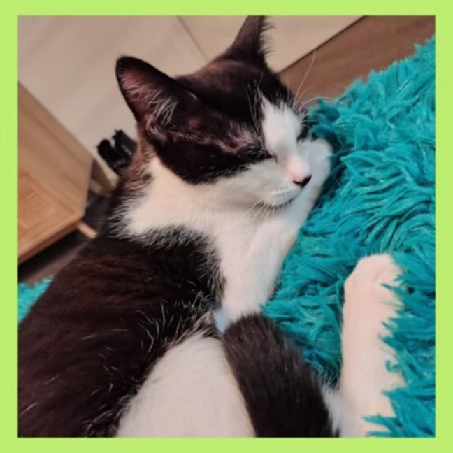 Photo of Zelda
