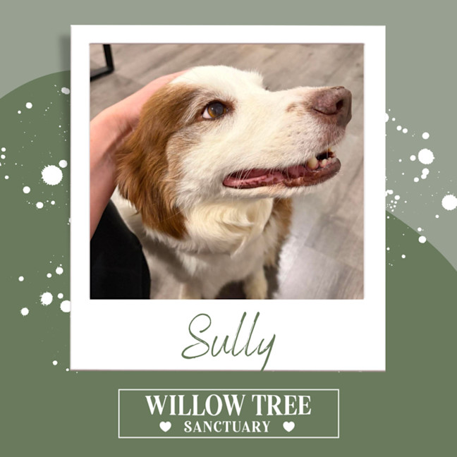 Photo of Sully