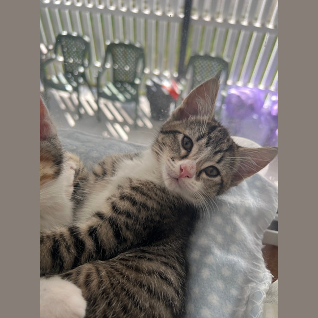 Photo of Daphne