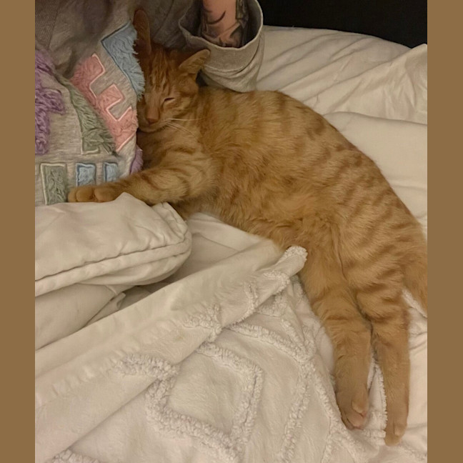 Photo of Dodge 