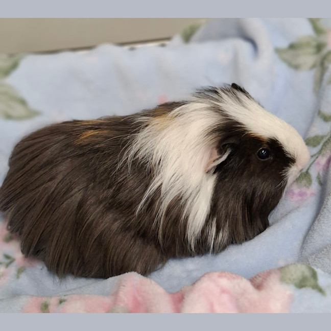 Photo of Fuzz (Bonded To Fizz)
