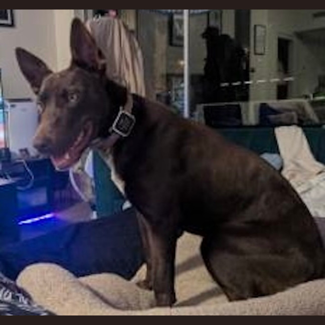 Photo of Max