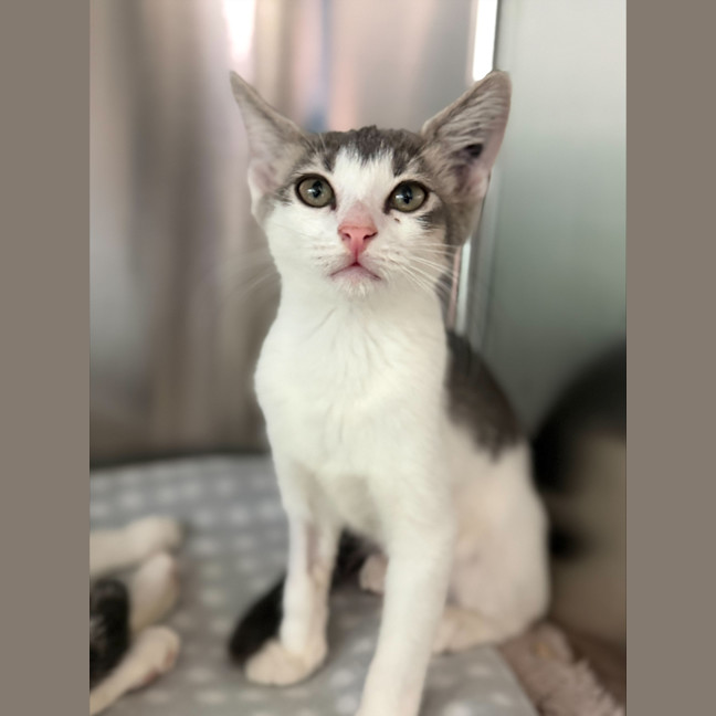 Photo of Ophelia (Ex Banana Boat)