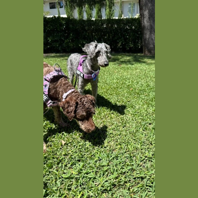 Photo of Coco & Bubbles   3 & 1 Yo Toy Poodle