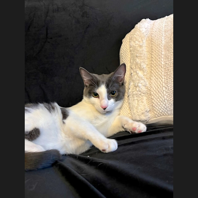 Photo of Dusty (Located In Glen Waverley)