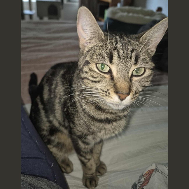 Photo of Abbey **2nd Chance Cat Rescue**