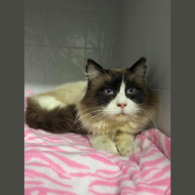 Photo of Cosmo