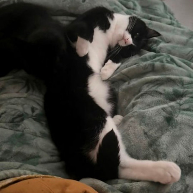 Photo of Parsnip