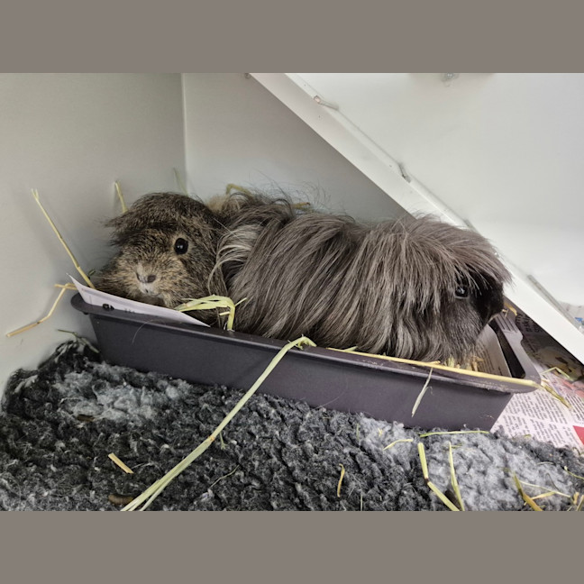 Photo of Patch (Bonded To Coco)