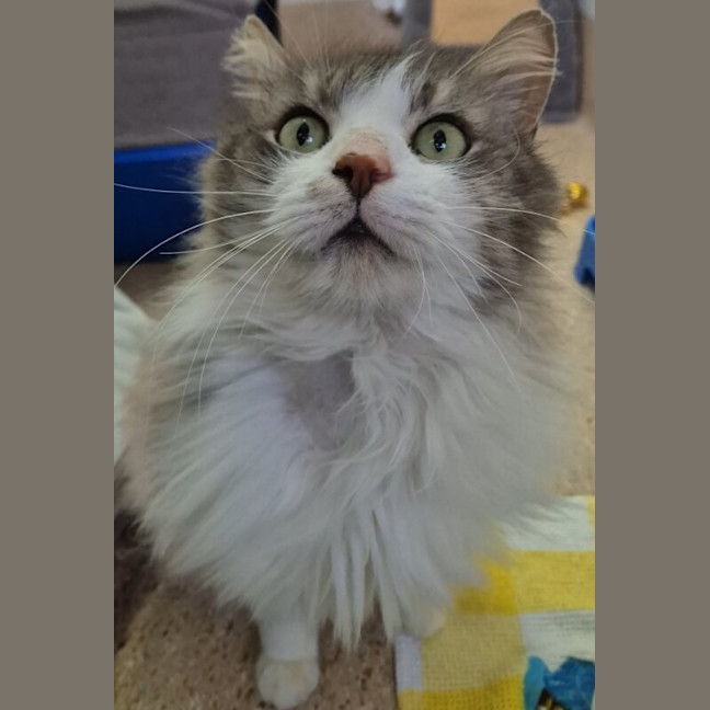 Photo of Lucky