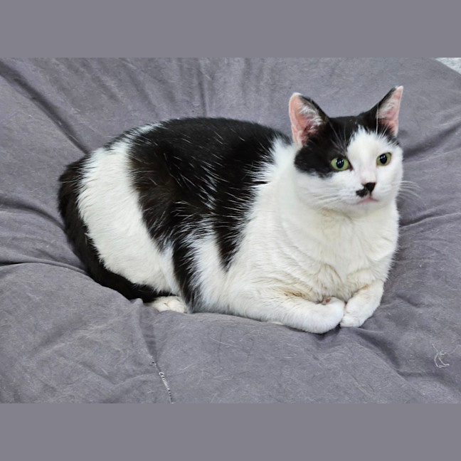 Photo of Panda