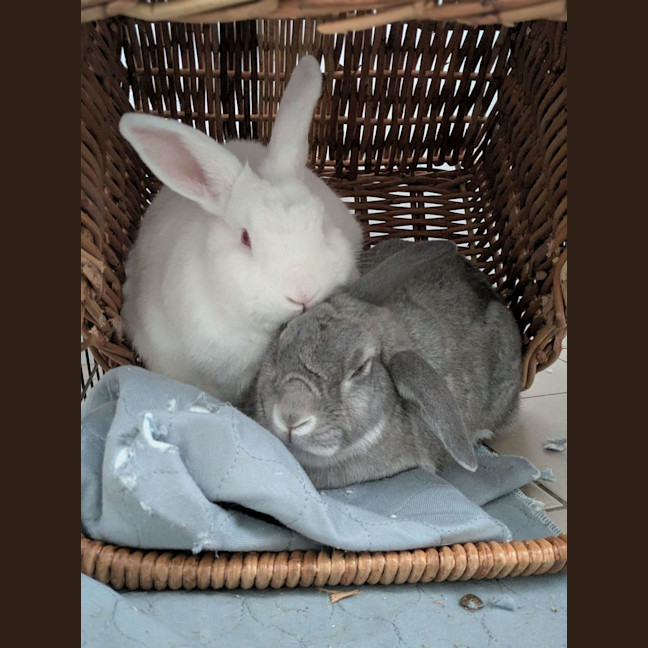 Photo of Alon (W Just Millie)