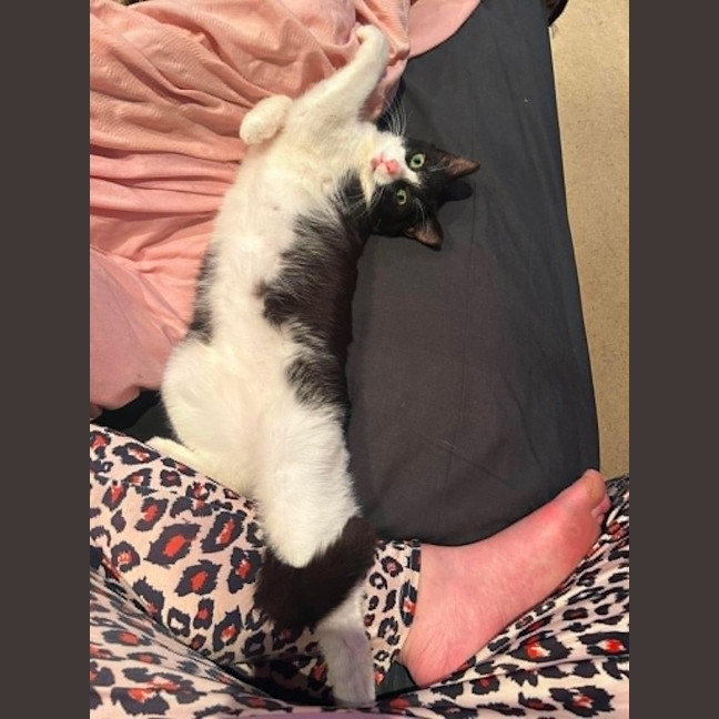 Photo of Houdini