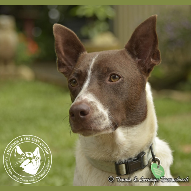 Photo of Koda