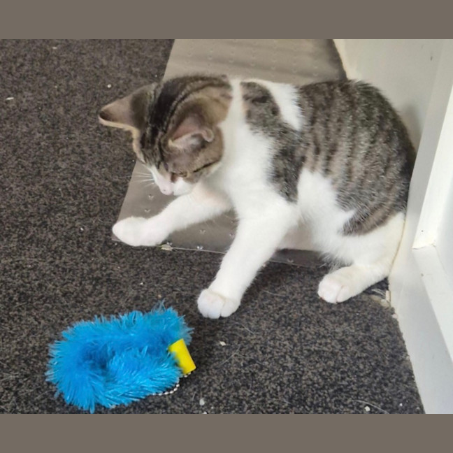 Photo of River Meet Me@Petstock Carrum Downs 