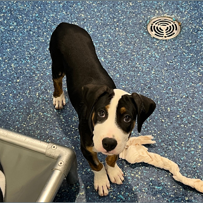 Photo of Maverick