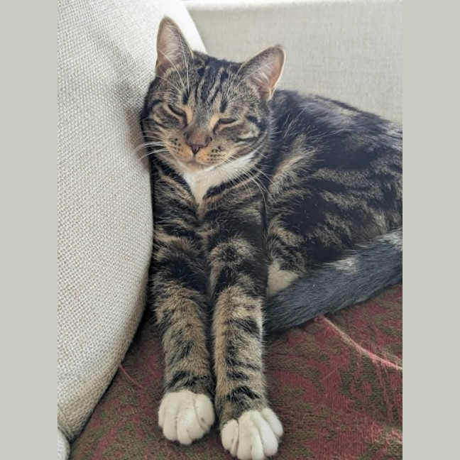 Photo of Hugo *9 Lives Project Rescue*