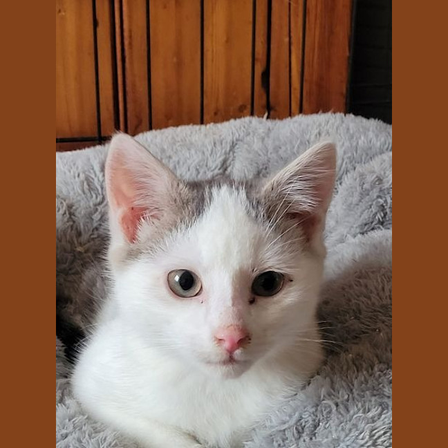 Photo of Diesel