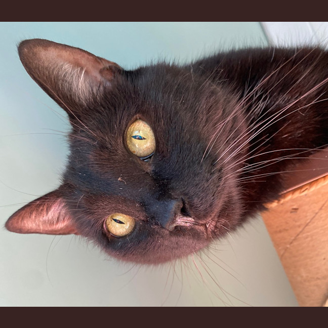 Photo of Purrcy