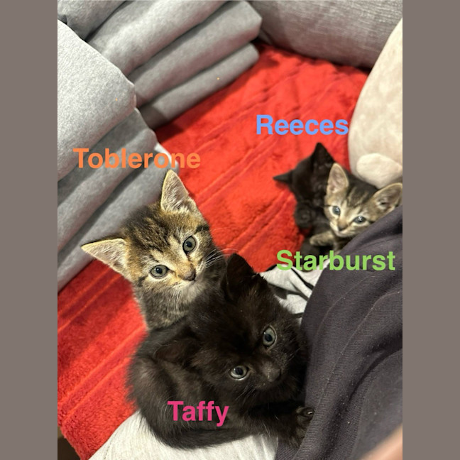 Photo of Starburst (Was Toby)