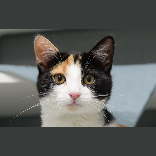 Photo of Cleo