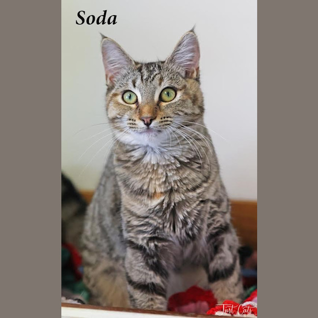 Photo of Soda