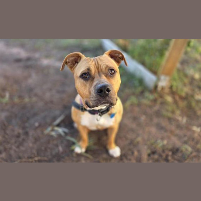 Photo of Gypsie