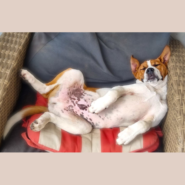 Photo of Chunky