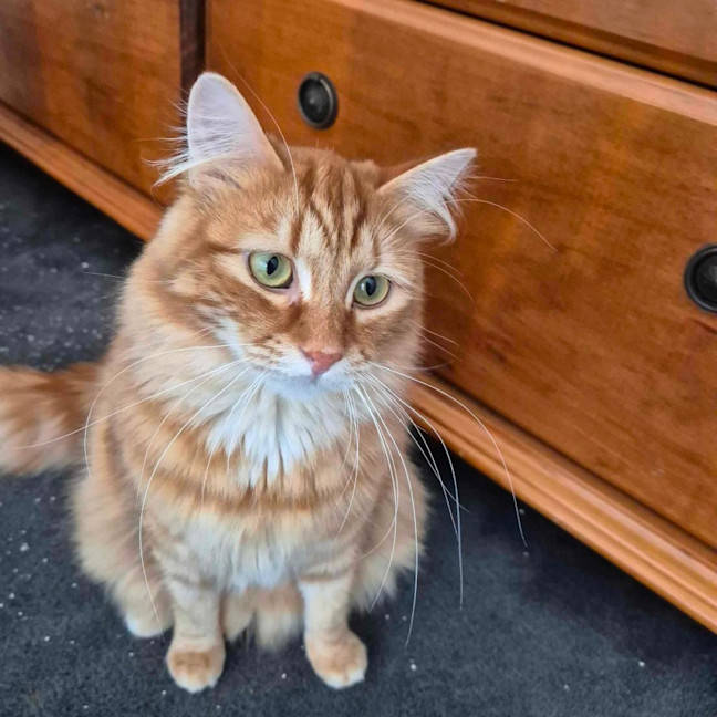 Photo of Sunny And Cheeto 