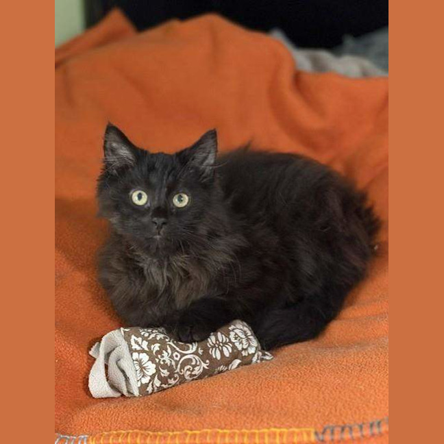 Photo of Binx