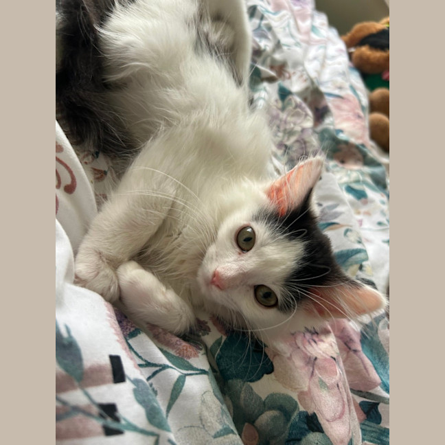 Photo of Rumi And Mira