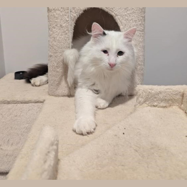 Photo of Quasimodo Sta012480