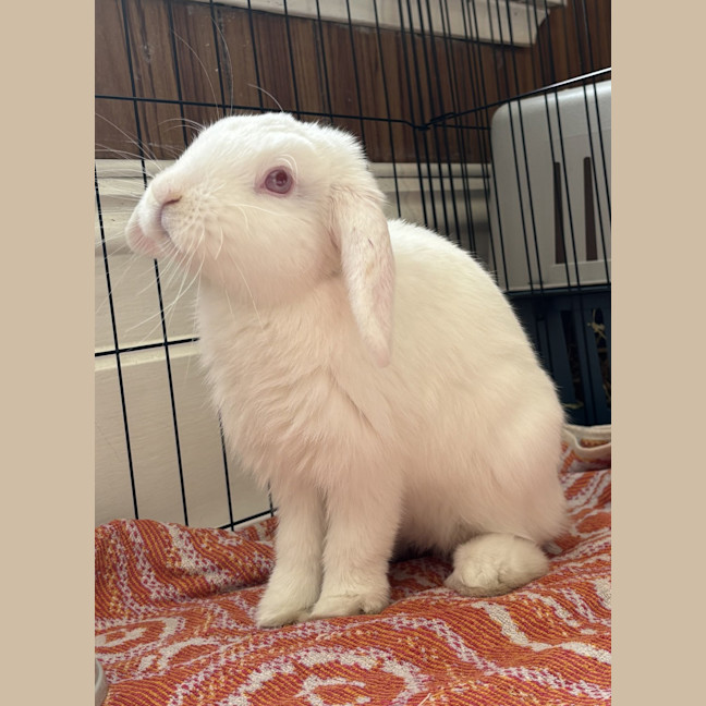 Photo of Asparagus (Bonded To Rhubarb)