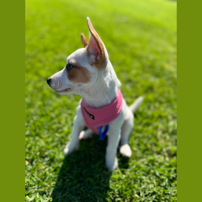 Photo of Birdie   10 Week Old Jack Russell X Fox Terrier
